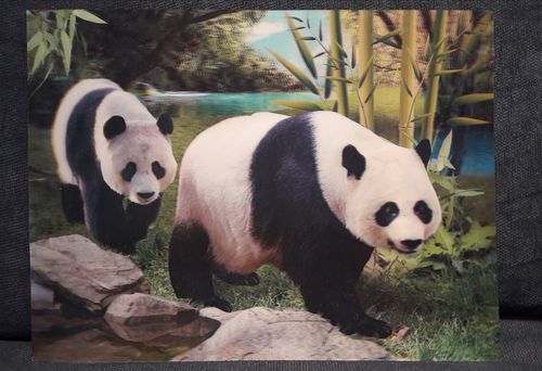 Panda poster, 3D