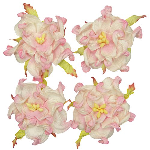 Gardenia 7cm, valkoinen-pinkki