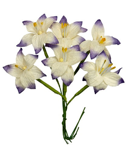 Lilja, 3cm, violetti-valkoinen